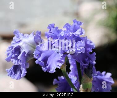 Primo piano di un viola, doppio bearded Sea Power Iris fiorente in primavera Foto Stock