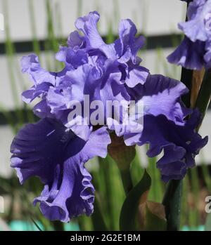 Primo piano di un viola, doppio bearded Sea Power Iris fiorente in un giardino in primavera Foto Stock