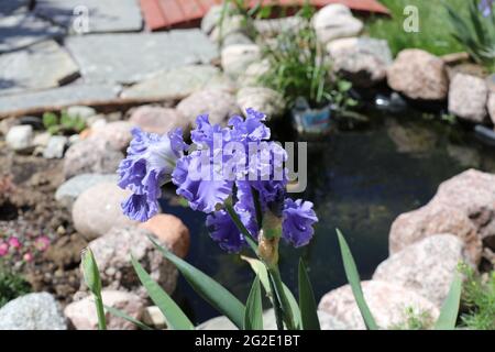 Viola, doppio bearded Sea Power Irises fiorente in un giardino con uno stagno in primavera Foto Stock