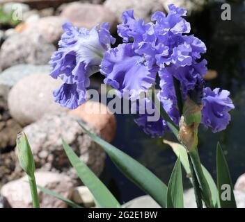 Viola, doppio bearded Sea Power Irises fiorente in un giardino con uno stagno in primavera Foto Stock