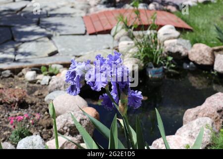 Viola, doppio bearded Sea Power Irises fiorente in un giardino con uno stagno in primavera Foto Stock