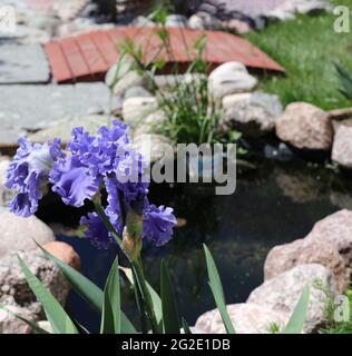 Viola, doppio bearded Sea Power Irises fiorente in un giardino con uno stagno in primavera Foto Stock