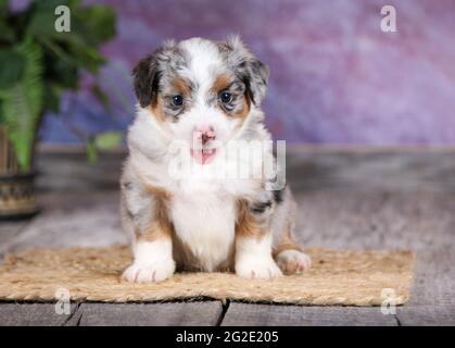 Puppy blu in miniatura Merle Aussiedoodle a 5 settimane con sfondo viola Foto Stock