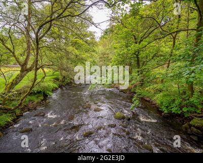 Hardcastle Crags, valle boscosa di Pennine nello Yorkshire occidentale, Inghilterra Foto Stock