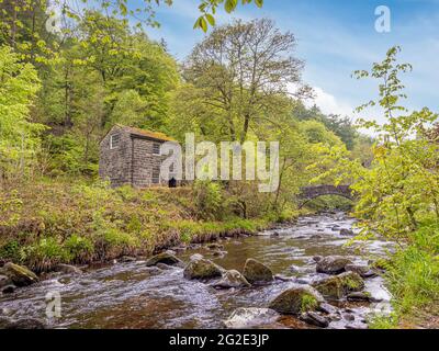 Hardcastle Crags, valle boscosa di Pennine nello Yorkshire occidentale, Inghilterra Foto Stock