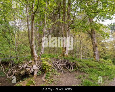 Radici di albero esposte in bosco Foto Stock