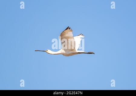 Spatola eurasiatica (Platalea leucorodia) in volo a Marismas del Odiel, Huelva, Andalusia, Spagna Foto Stock