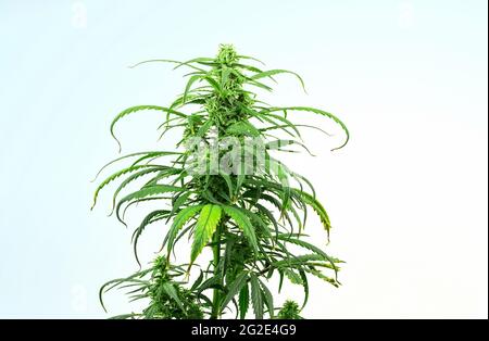 Marijuana medica pianta in fiore fase di isolamento su sfondo bianco Foto Stock