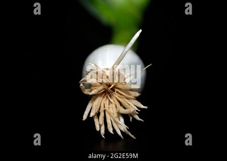 Allium fisturosum, cipolla gallese Foto Stock