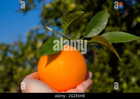 Primo piano di una mano che tiene un arancio appena raccolto che mantiene le foglie verdi dell'albero, alberi verdi sono visti sullo sfondo Foto Stock