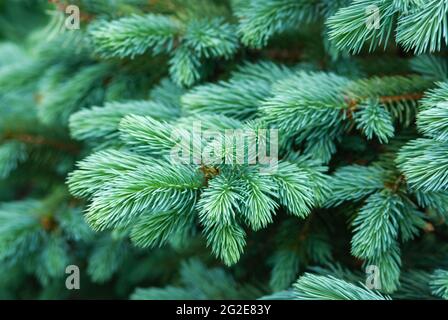 Rami di abete blu con nuovi germogli in primavera, primo piano Foto Stock