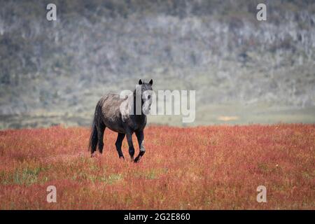 Le brumie selvatiche australiane nel Parco Nazionale di Kosciuszko Foto Stock