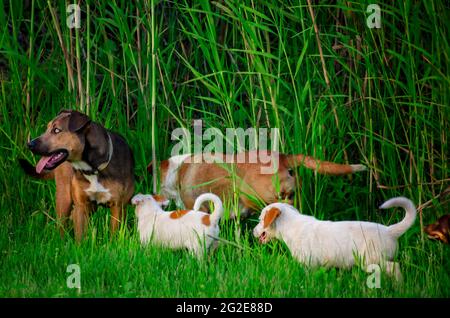 Cani randagi foraggio per cibo sul lato della strada, 9 giugno 2021, in Bayou la Batre, Alabama. Foto Stock