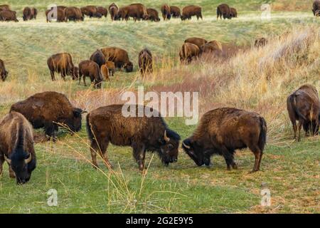 American Bison o Buffalo, Bison Bison, sulle praterie del Wind Cave National Park, South Dakota, USA Foto Stock