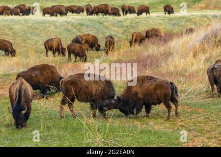 American Bison o Buffalo, Bison Bison, sulle praterie del Wind Cave National Park, South Dakota, USA Foto Stock