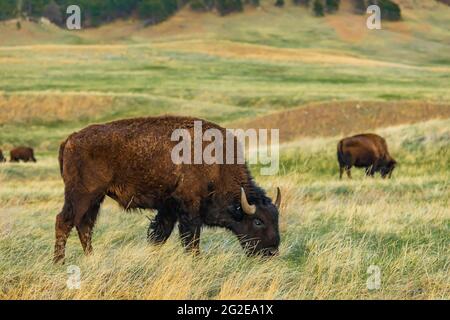 American Bison o Buffalo, Bison Bison, sulle praterie del Wind Cave National Park, South Dakota, USA Foto Stock