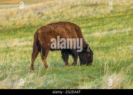 American Bison o Buffalo, Bison Bison, sulle praterie del Wind Cave National Park, South Dakota, USA Foto Stock