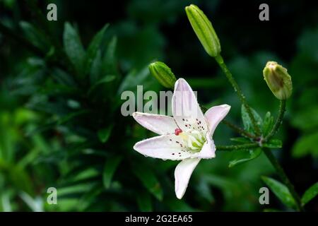 Asiatic Lily (Lilium Spring Pink) - Asheville, Carolina del Nord, Stati Uniti Foto Stock