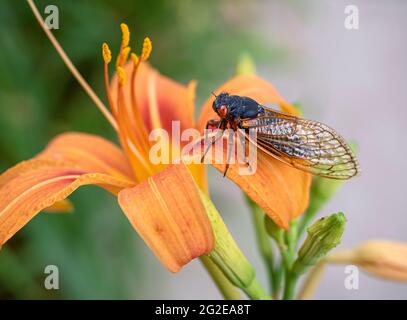 Una cicada si riposa su un giglio di un giorno ad Alessandria, Virginia, durante l'emergenza di Brood X 2021. Foto Stock