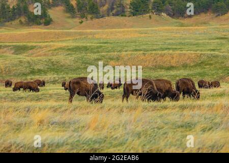 American Bison o Buffalo, Bison Bison, sulle praterie del Wind Cave National Park, South Dakota, USA Foto Stock