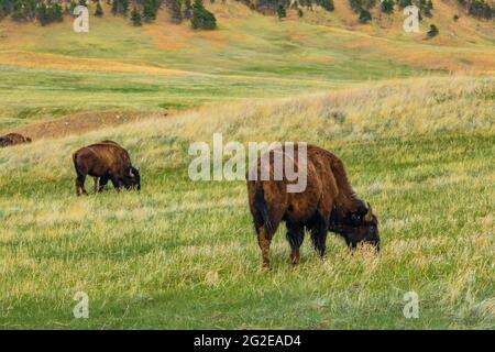 American Bison o Buffalo, Bison Bison, sulle praterie del Wind Cave National Park, South Dakota, USA Foto Stock