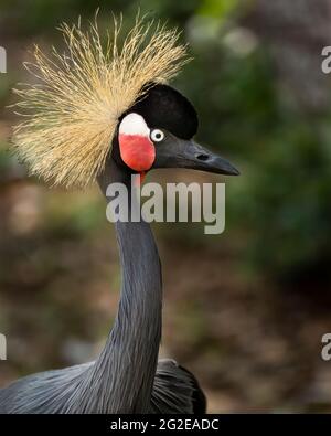 Grey Crowned Crane Foto Stock