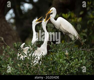 Grande Egret Madre e pulcini Foto Stock