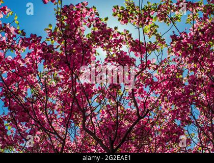 Il sole nascosto dietro il baldacchino di un albero di dogwood rosa fiorente Foto Stock