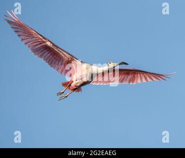 Roseate Spoonbill in volo Foto Stock