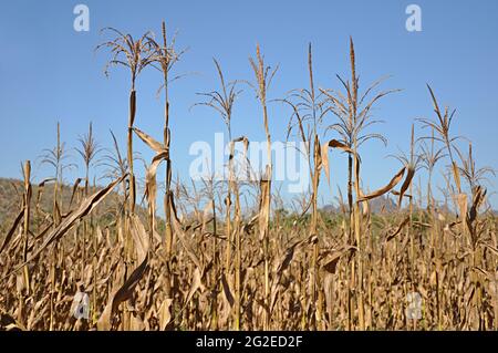 Stocchi di mais asciutti sul campo Foto Stock