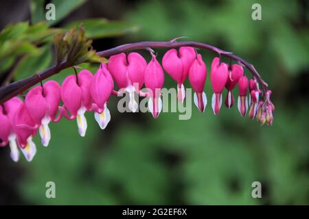 Un bel gambo di fiori di cuore sanguinante contro uno sfondo sfocato di foglie verdi, in un giardino di case, Foto Stock