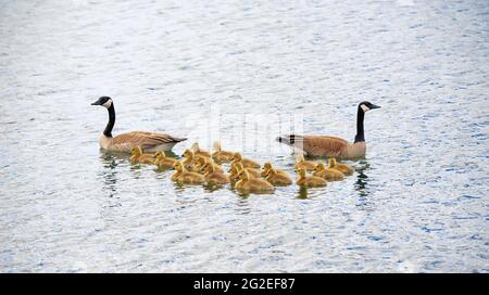 I genitori e le gossings selvaggi canadesi che nuotano nel Lago superiore in primavera, nella baia di Thunder, Ontario, Canada. Foto Stock