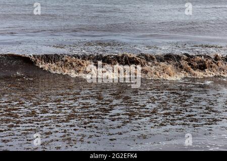 Sargassum alghe marine in Barbados Foto Stock