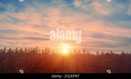 Il sole sorge sulla pineta Foto Stock