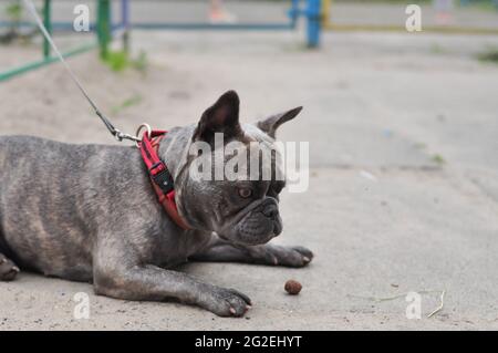 Ritratto di nero carino bulldog inglese nel parco giochi Foto Stock