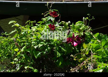 Clematis Jackmanii Superba Buttercup crowing e fioritura nel giardino ornamentale Foto Stock