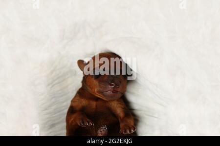 Il cucciolo è appena nato. Il cucciolo si trova nella clinica veterinaria. Un cucciolo neonato. Foto Stock