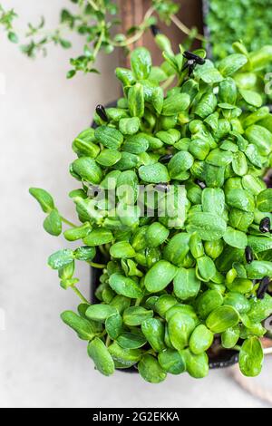 Germogli di girasole in crescita per un'alimentazione e una dieta sana. Primo piano su microsfere fresche. Messa a fuoco selettiva. Foto Stock