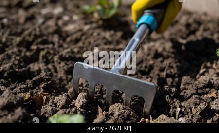 Il coltivatore spruda piante di fragole con un rastrello. Lavoro in giardino Foto Stock