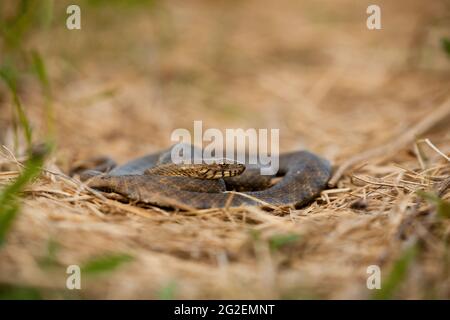 Il serpente dei dadi si nasconde a terra in un'erba secca su un prato Foto Stock