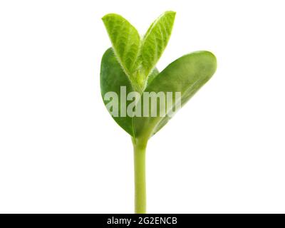 Pianta di soia giovane isolata su bianco, Glycine max Foto Stock