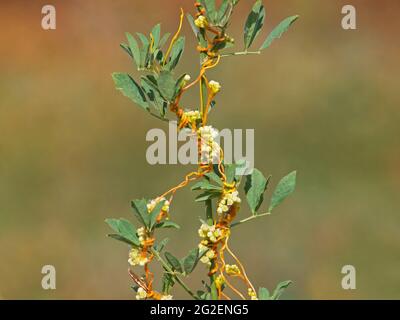 Il maggiore foraggio o il più grande foraggio europeo, pianta parassita su erba medica. Cuscuta europaea Foto Stock