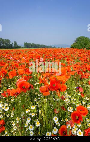 Papavero di campo, papavero di mais (Papaver rhoeas) e camomilla selvatica (Tanacetum parthenium) su un campo, Renania-Palatinato, Germania, Europa Foto Stock