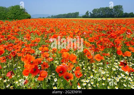 Papavero di campo, papavero di mais (Papaver rhoeas) e camomilla selvatica (Tanacetum parthenium) su un campo, Renania-Palatinato, Germania, Europa Foto Stock