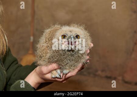 Giovane aquila-gufo eurasiatico (Bubo bubo) mentre suona Foto Stock