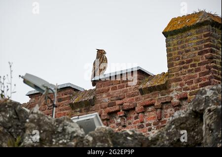 Aquila-gufo eurasiatico (Bubo bubo), Heinsberg, Renania settentrionale-Vestfalia, Germania Foto Stock