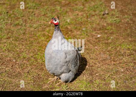 Peacock seduto nei boschi, parco naturale Foto Stock