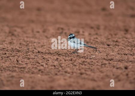 Un wagtail bianco osserva la natura e cerca il cibo Foto Stock