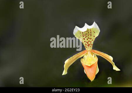 Le insigne del paphiopedilum, conosciute come pantofole della signora , orchidea terrestre bella , una pianta vasata attraente con lunga durata di conservazione. Foto Stock