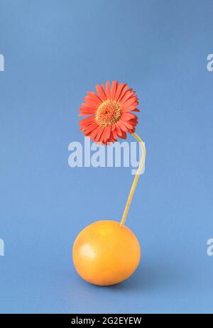 Agrumi di pompelmo da cui emerge il fiore gerbera di borgogna su uno sfondo blu. Concetto estivo floreale fruttato. Arte surreale Foto Stock